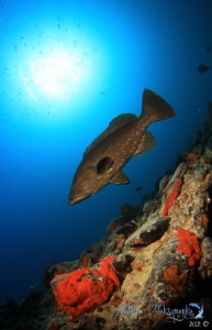 Abade. This is a wide angle 10 mm lens and at 20 mts  depth by Natasha Maksymenko 
